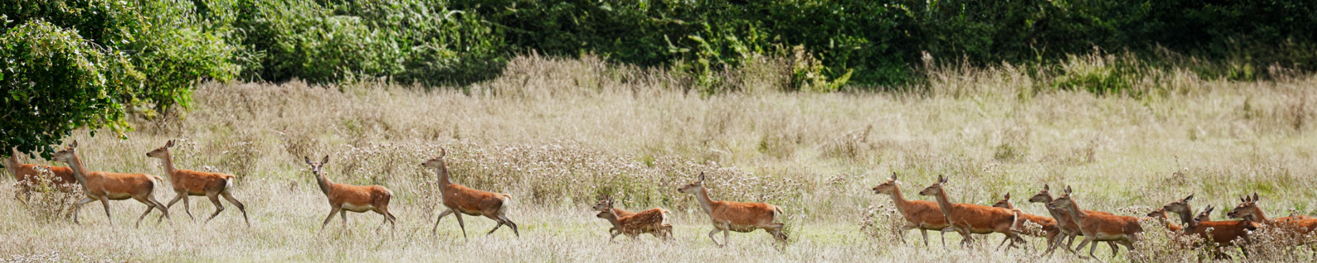 WILD VENISON