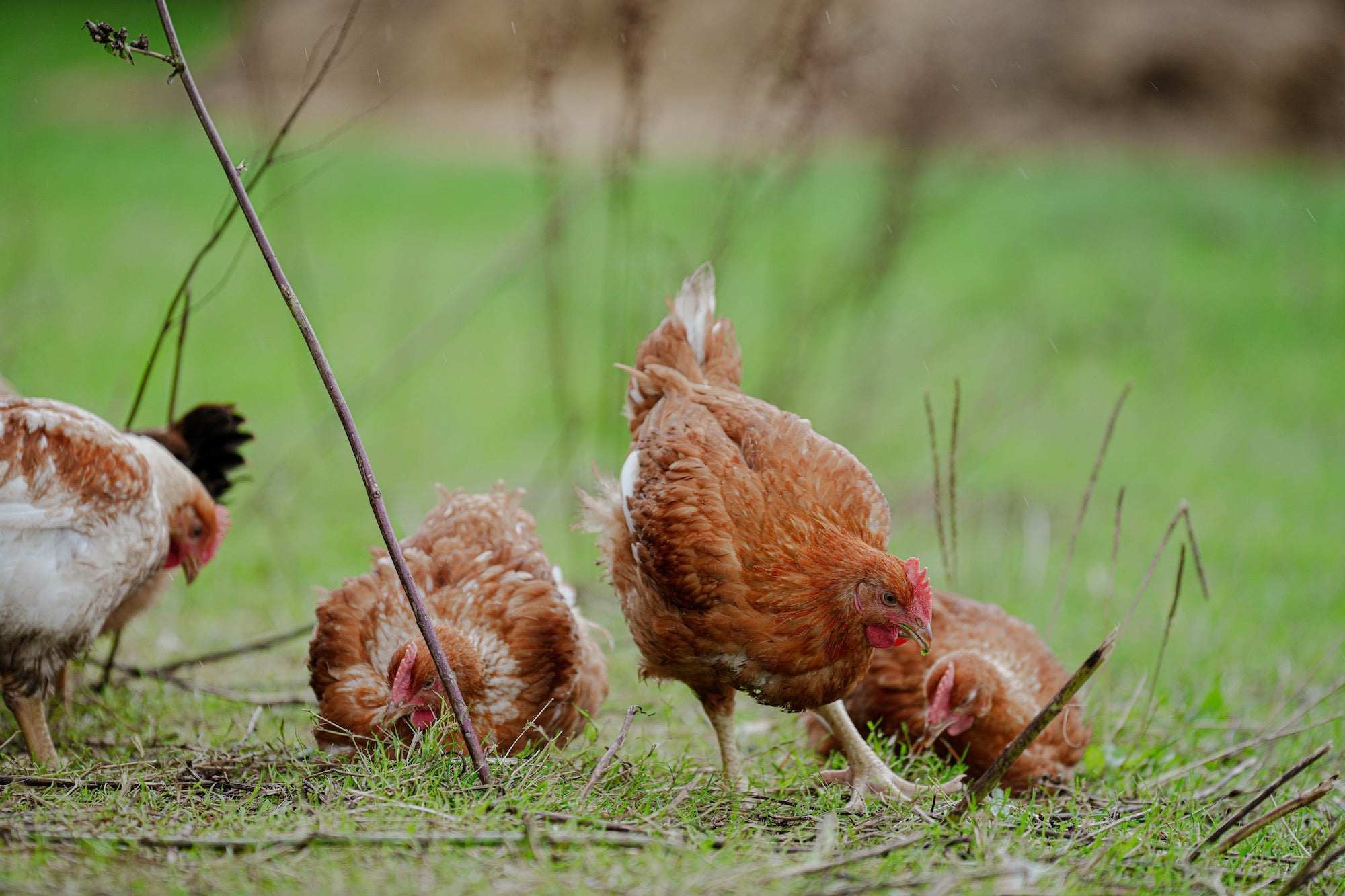 Free Range Chicken Delivery