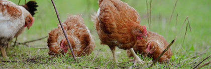 Easter Poultry