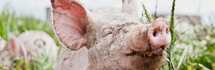 Easter Pork