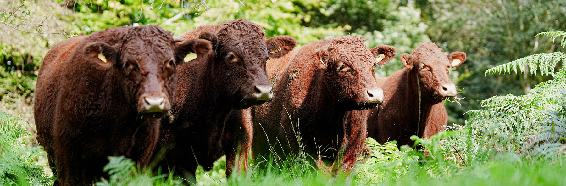 Easter Grass Fed Beef