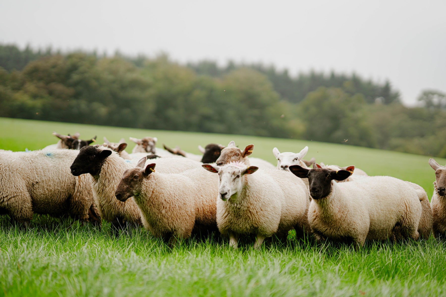 Grass Fed Lamb from Devon