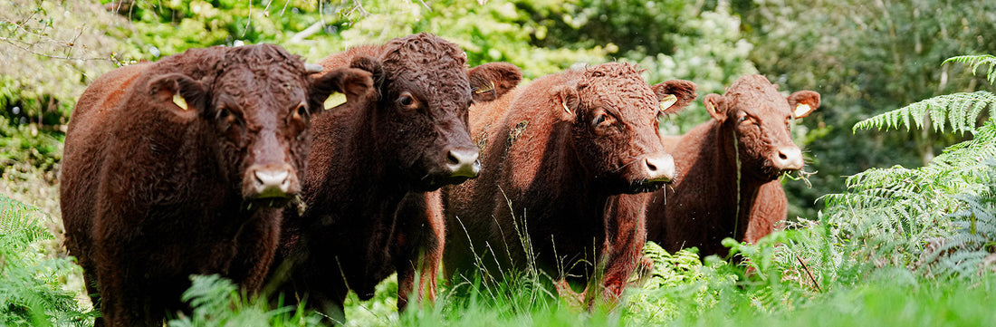 Grass Fed, Heritage Breed, Dry Aged Beef