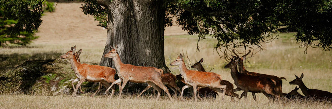 Wild Venison Delivery