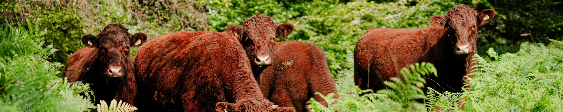 GRASS FED BEEF
