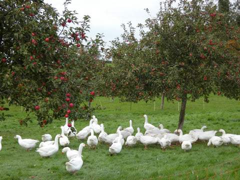 Free Range Whole Goose