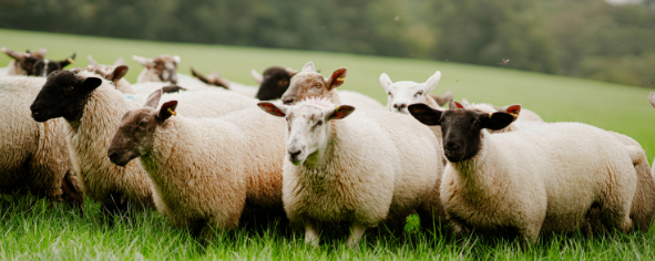 the old season grass fed lambs that beacon farms hand pick before butchery and packing into a box to be ordered online and delivered nationwide.
