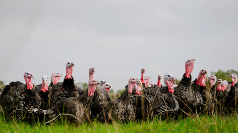 Free Range Bronze Turkey