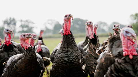 Free Range Bronze Turkey