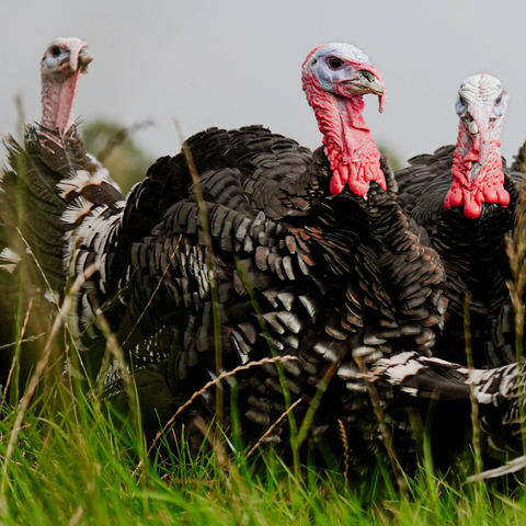 Free Range Bronze Turkey